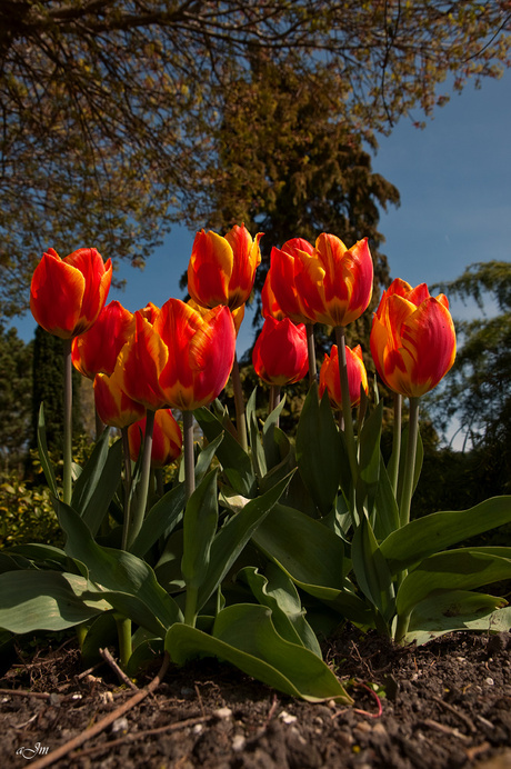 Tulpen