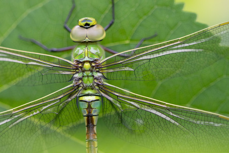 Grote Keizerlibelle