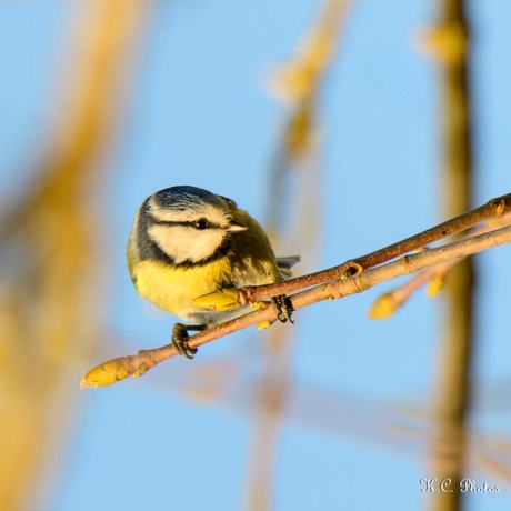 ✶✮✶✮ Pimpelmeesje ✶✮✶✮