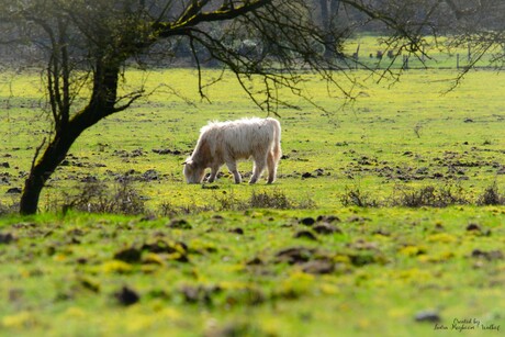 Witte Schotse Hooglander