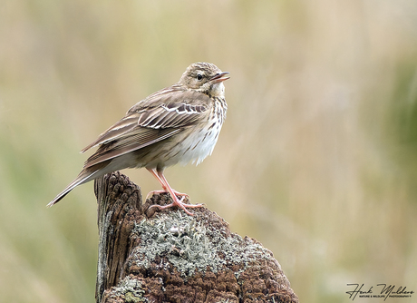 Boompieper - Tree pipet (Anthus trivialis)