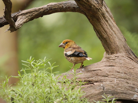 Appelvink