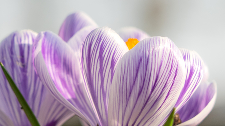 krokus