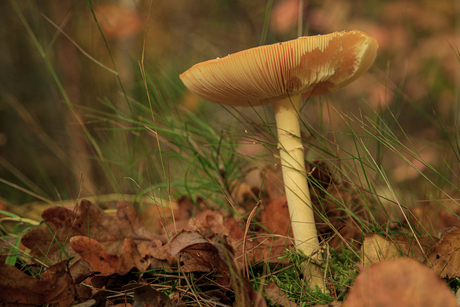 Stoer, trots en hoog op de stam