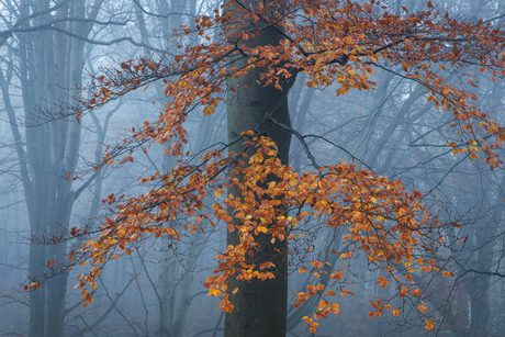 Laatste show van de herfst