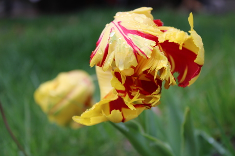 Regen druppels op de tulp Texas Flam