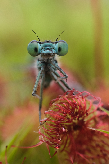 Trapped damselfly