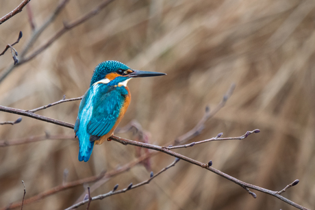 the Kingfisher