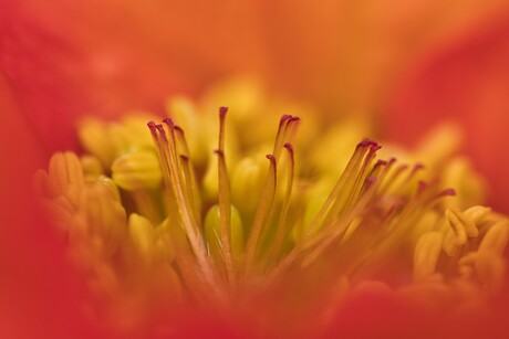 Geum