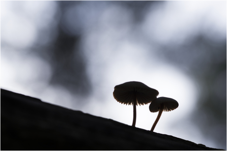 paddestoel in tegenlicht