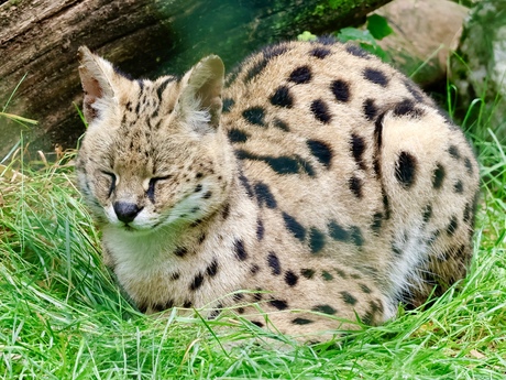 Serval