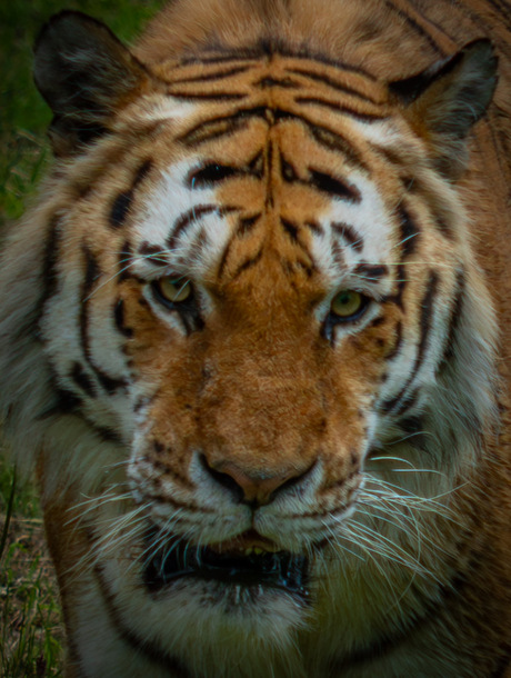 portret tijger