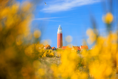 De rode vuurtoren van Texel in de gele brem en blauwe lucht, een mooie primaire kleurencombinatie