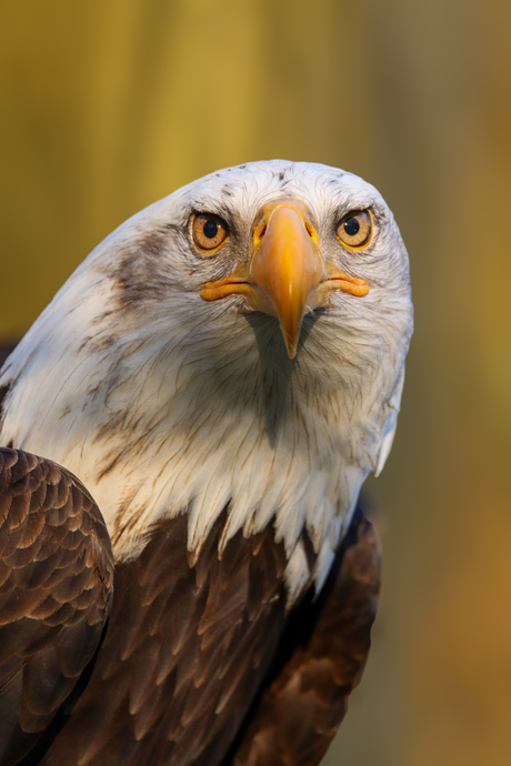 Amerikaanse zee arend