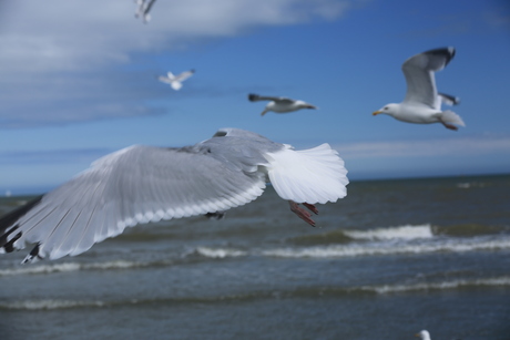 In volle vlucht