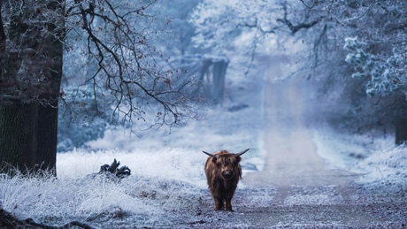 Schotse hooglander