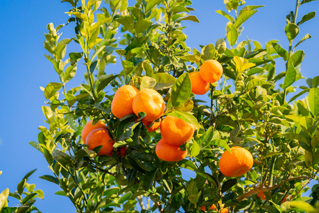 Appeltjes van oranje.