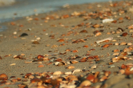 schelpen op het strand