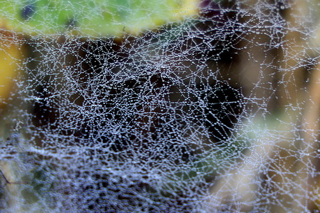 In de natuur -2-