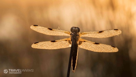 Macrofotografie libelle