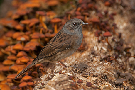 Heggenmus in herfstsfeer