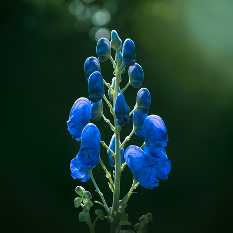 Wanneer blauw het licht ontmoet … 