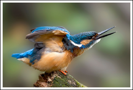 Bedelende ijsvogel