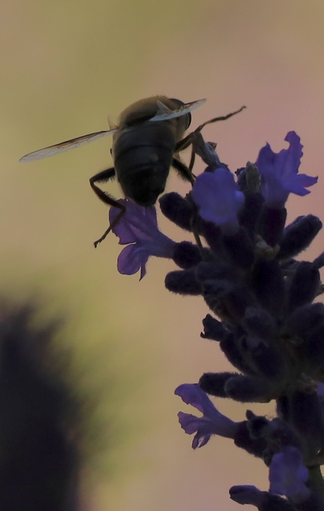 Lekkere avondwandeling.