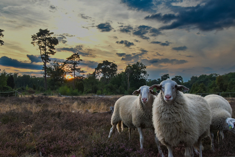 Nieuwsgierige schapen