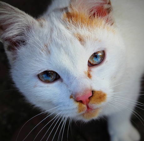 Boerderijkat