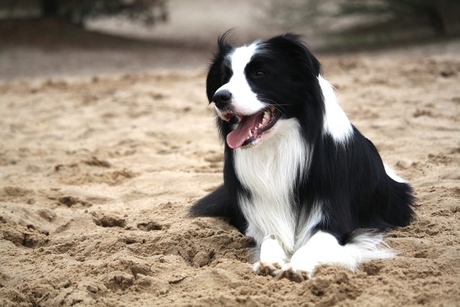 Mooie Border collie!