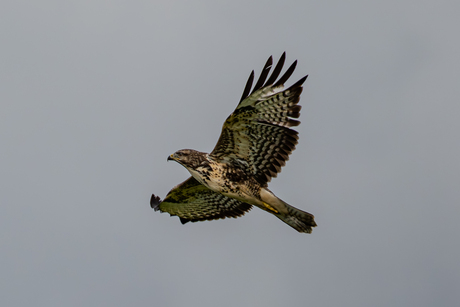 buizerd one of two.....?