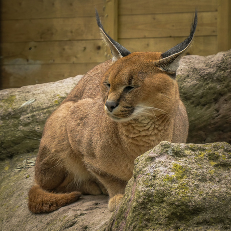 Caracal