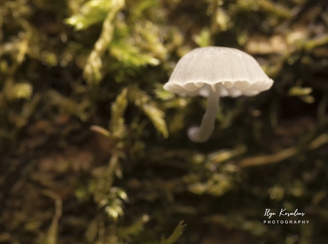 Mycena 