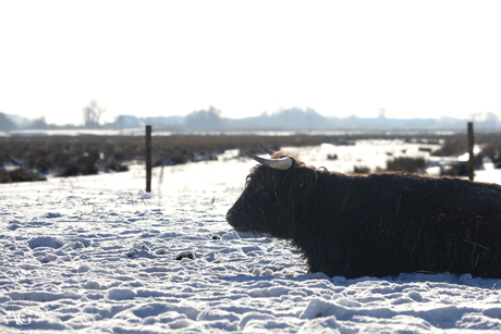 Staat of ligt hij nou ? 