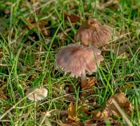 Paddenstoelen