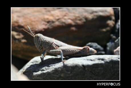 Grasshopper