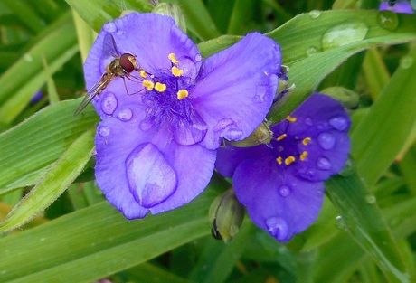 Ondertussen in eigen tuin...