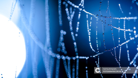 Details van een spinnenweb in het tegenlicht