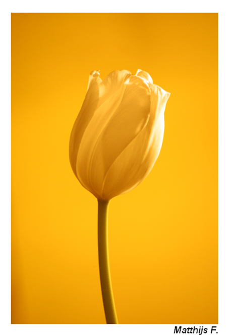 Yellow Tulip 2