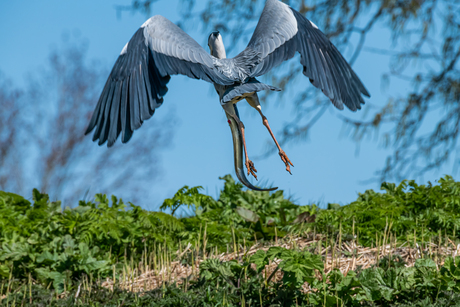 Blauwe Reiger met paling van 60 cm