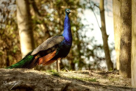 Koninklijke pracht in de natuur