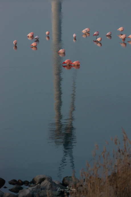 Rariteiten in de polder
