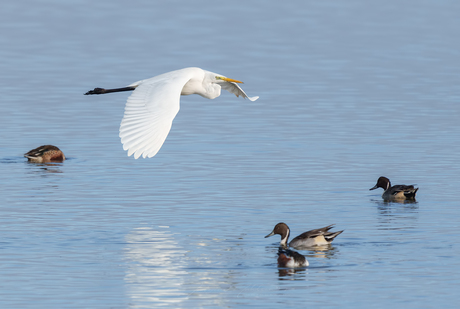 In flight.