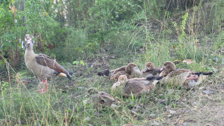 Oplettende moeder Nijlgans 