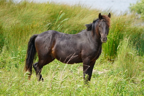 Paardje in de wind