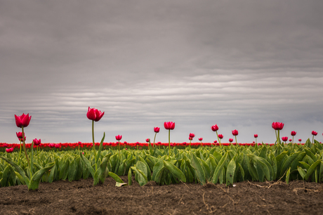 Tulpen