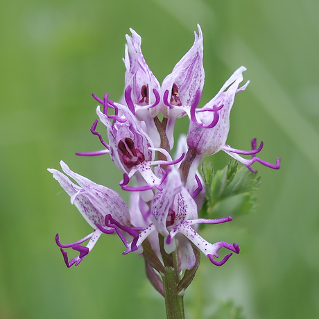 aapjesorchis
