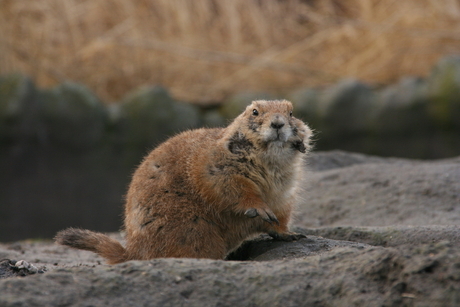 Prairiehondje