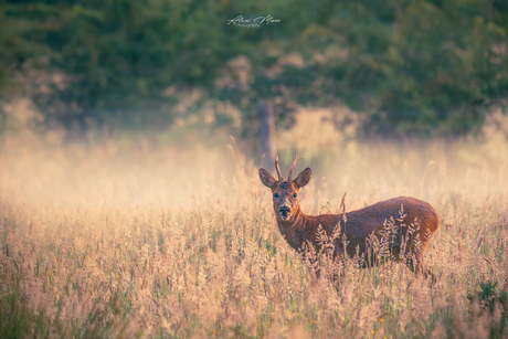 Ree in mist